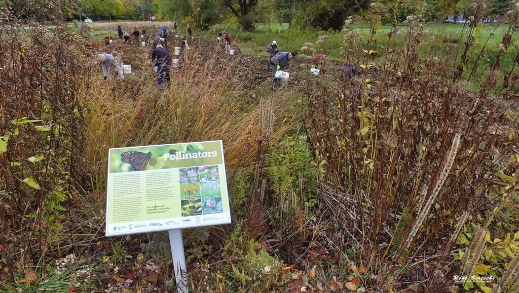 Volunteers planting 450 native shrubs and trees in October 2020 in park at King and John street (Photo by Rene Bertschi)