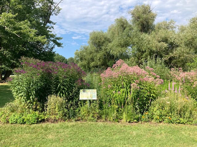 FOMC-Pollinator-garden-King-and-John-St-NOTL-Aug-4-2024