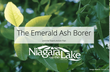 NOTL-site-emerald-ash-borer