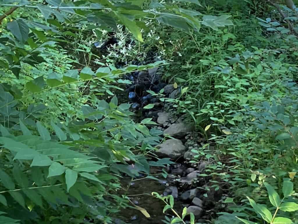 One Mile Creek along Gate St at Johnson 1