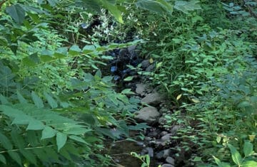 One Mile Creek along Gate St at Johnson St