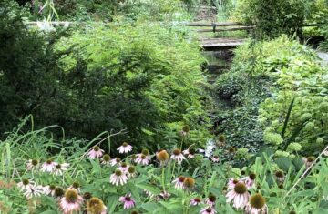 One-Mile-Creek-near-William-and-Gate-Streets