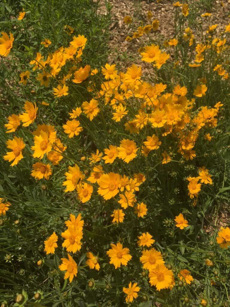 Sneezeweed