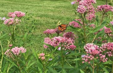 Plants such as swamp milkweed attract monarch butterflies and other pollinators.