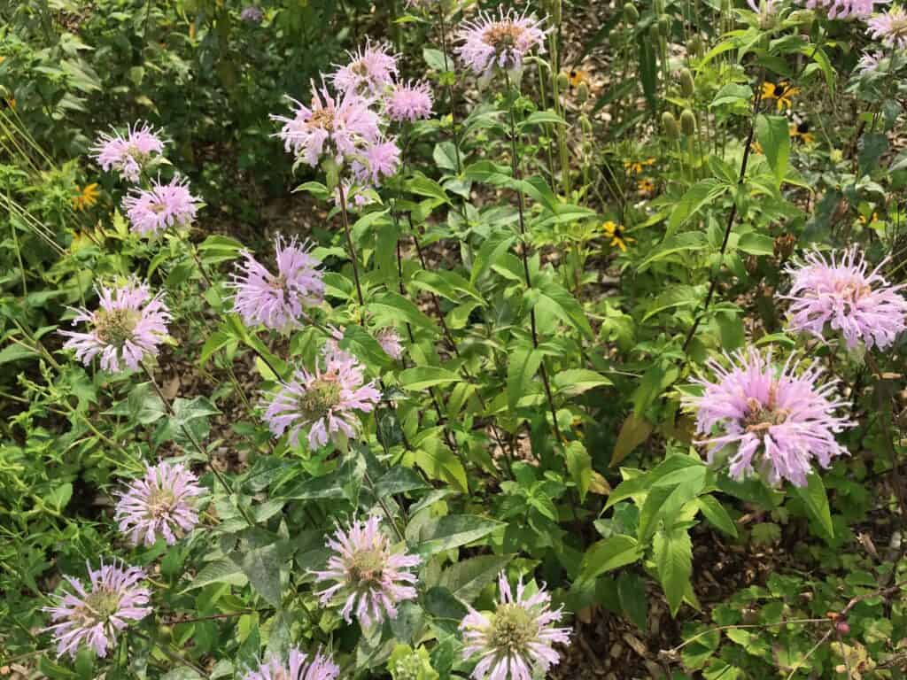 Wild Bergamot