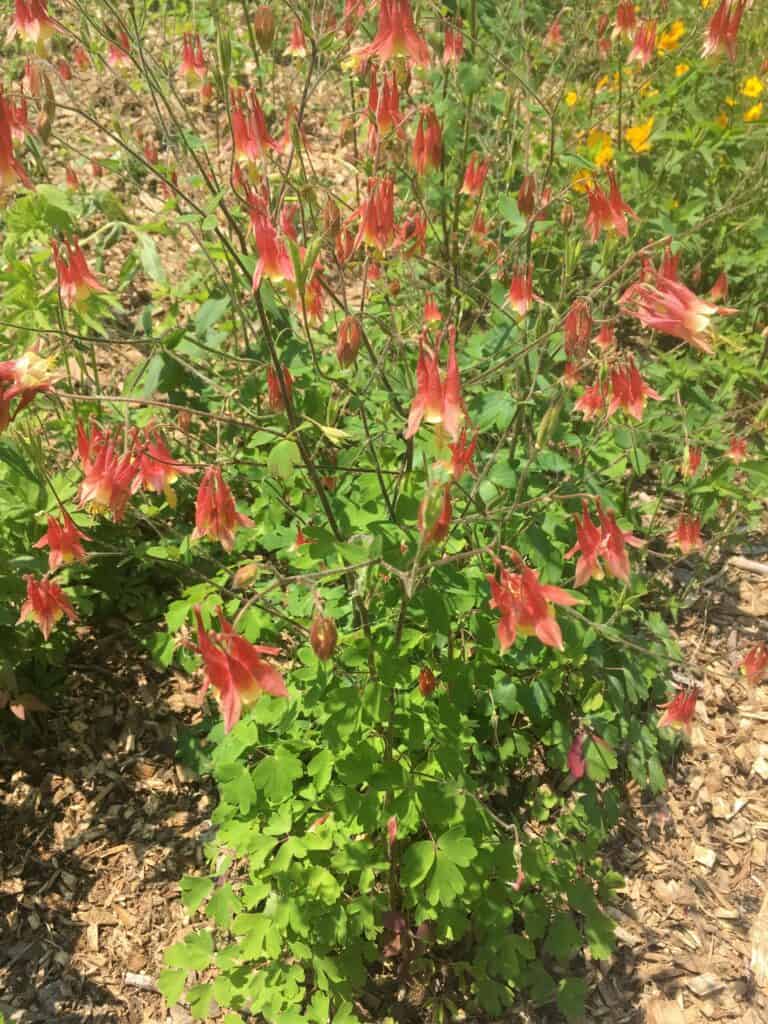 Wild Columbine