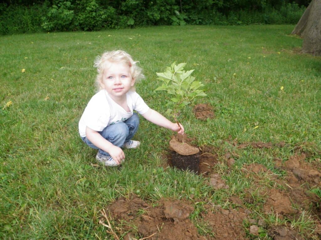 William Street tree being planted by young volunteer in 2012. 