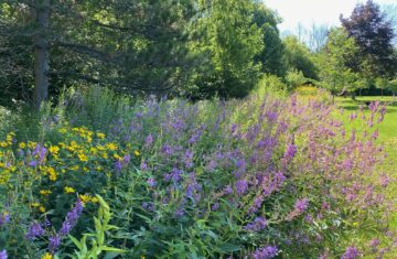 Williams Street Park in July 2021 (Photo by Chris Earl)