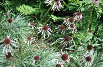 Pale purple coneflower in a garden. (Garden Making photo)