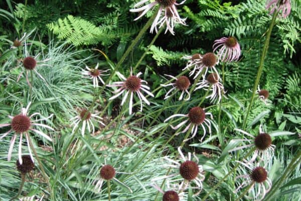 Pale purple coneflower in a garden. (Garden Making photo)